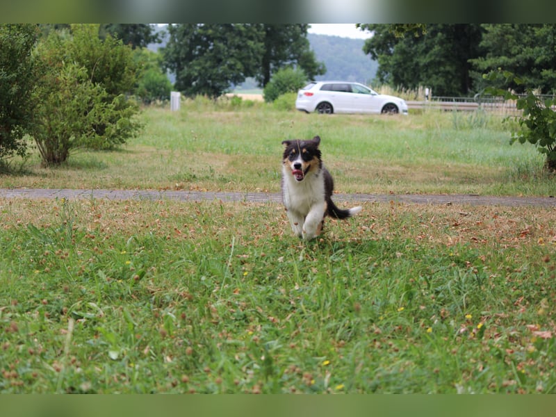 Australian Shepherd ASCA Welpen