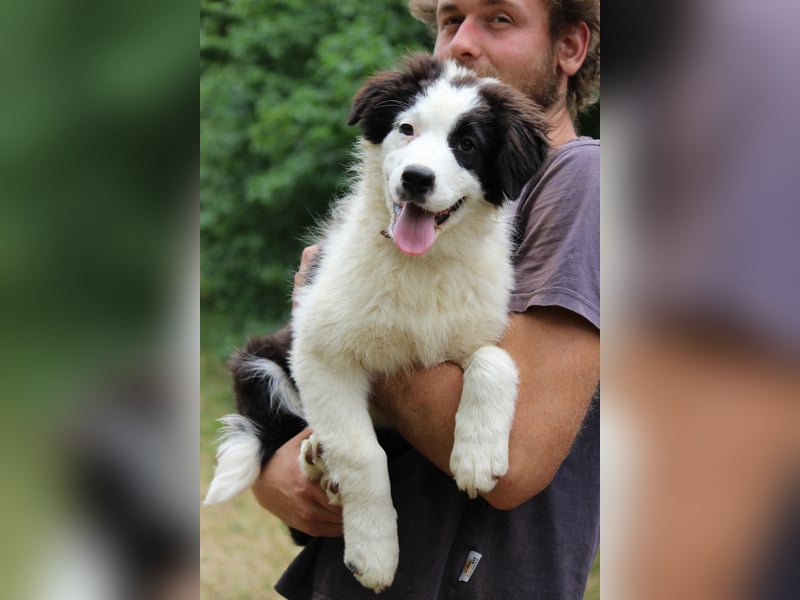 Australian Shepherd ASCA Welpen