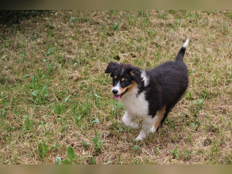 Australian Shepherd ASCA Welpen