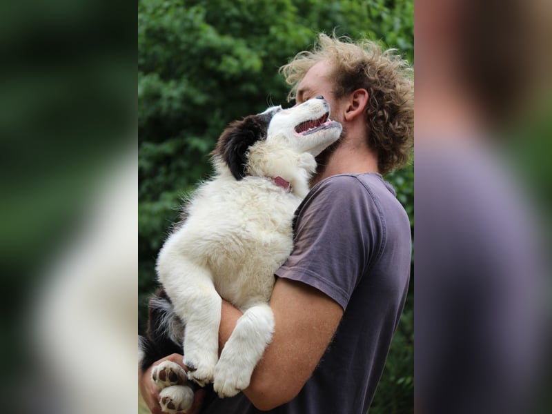 Australian Shepherd ASCA Welpen