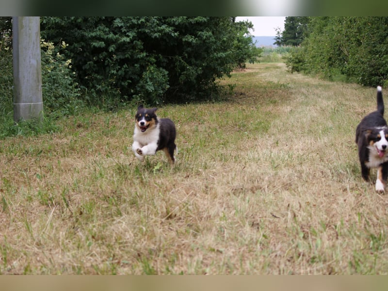 Australian Shepherd ASCA Welpen
