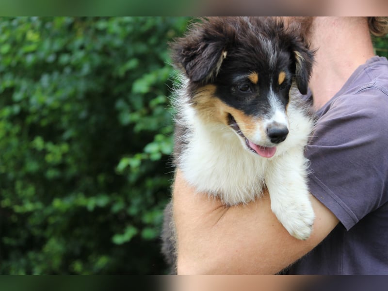 Australian Shepherd ASCA Welpen