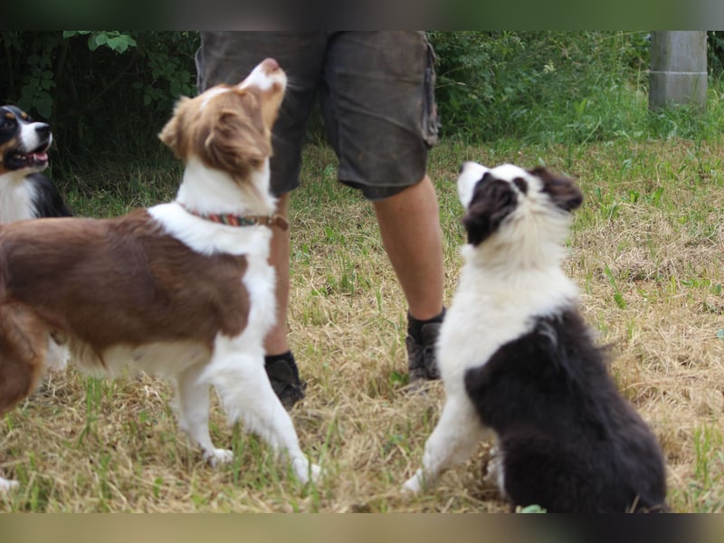 Australian Shepherd ASCA Welpen
