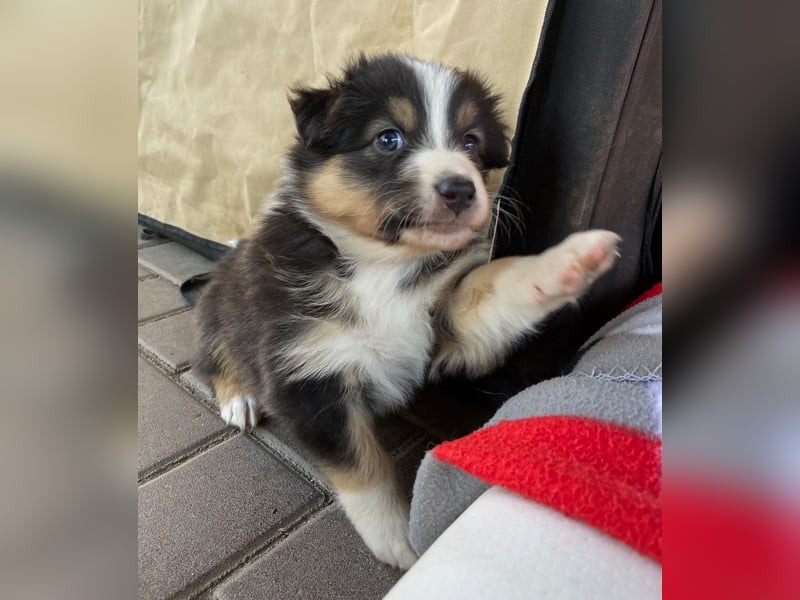 Knuddelige Australian Shepherd Welpen suchen Stellung für's Leben