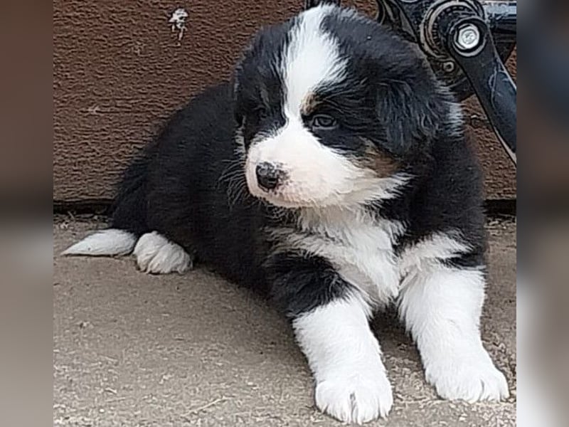 Australian Shepherd Welpen