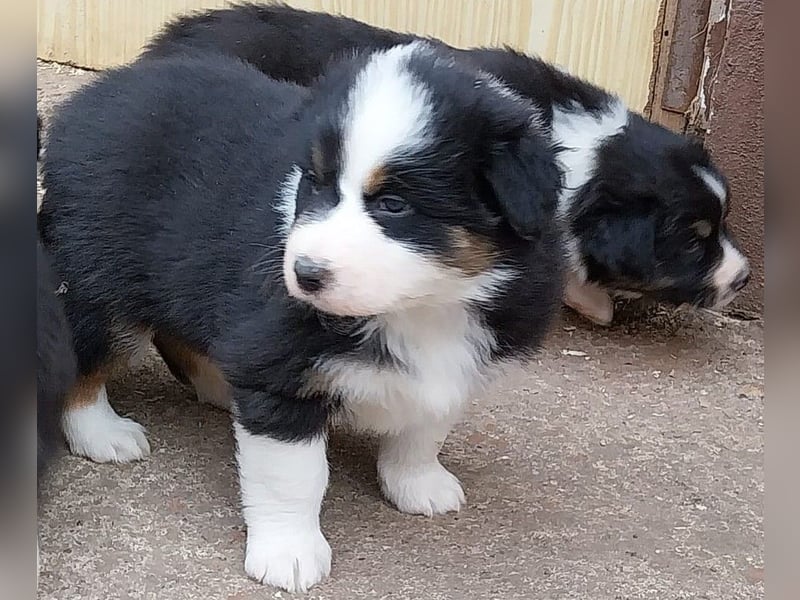 Australian Shepherd Welpen