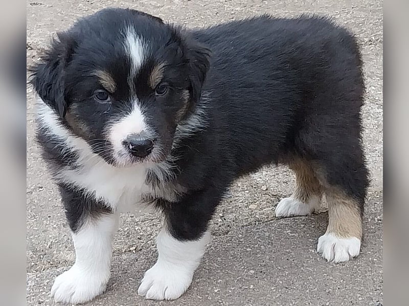 Australian Shepherd Welpen