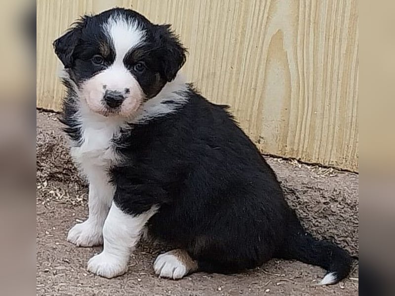 Australian Shepherd Welpen
