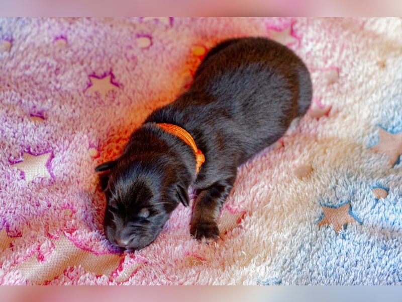 Weibchen Australian shepherd Border colli welpen