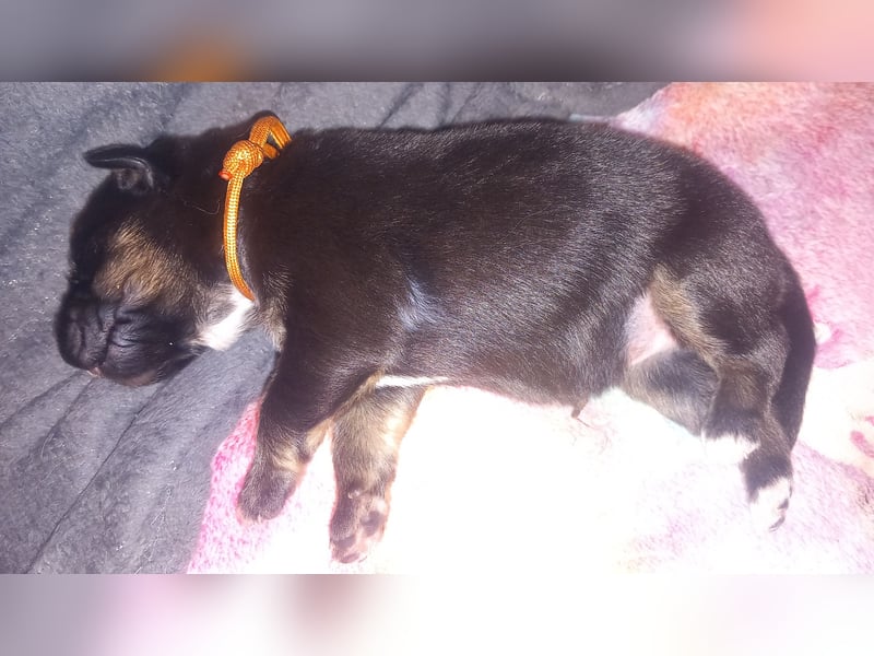 Weibchen Australian shepherd Border colli welpen