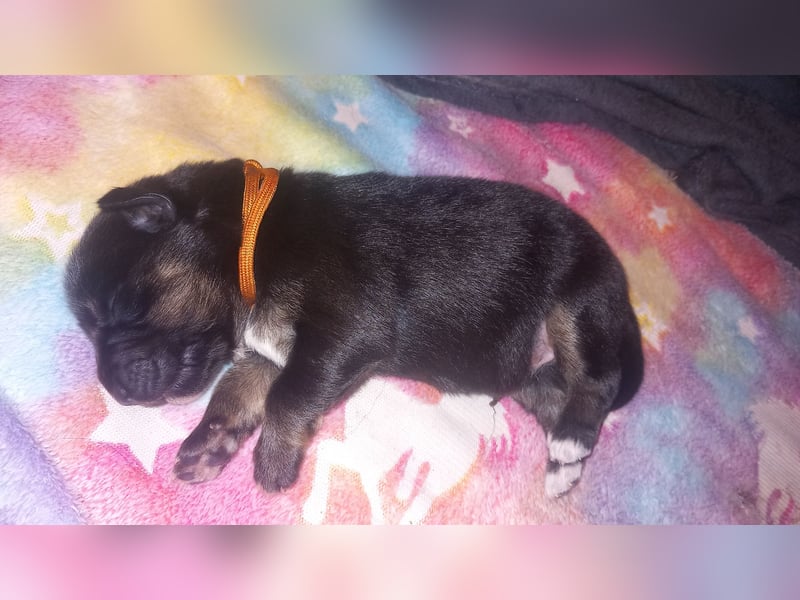 Weibchen Australian shepherd Border colli welpen
