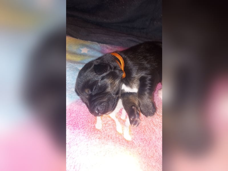 Weibchen Australian shepherd Border colli welpen