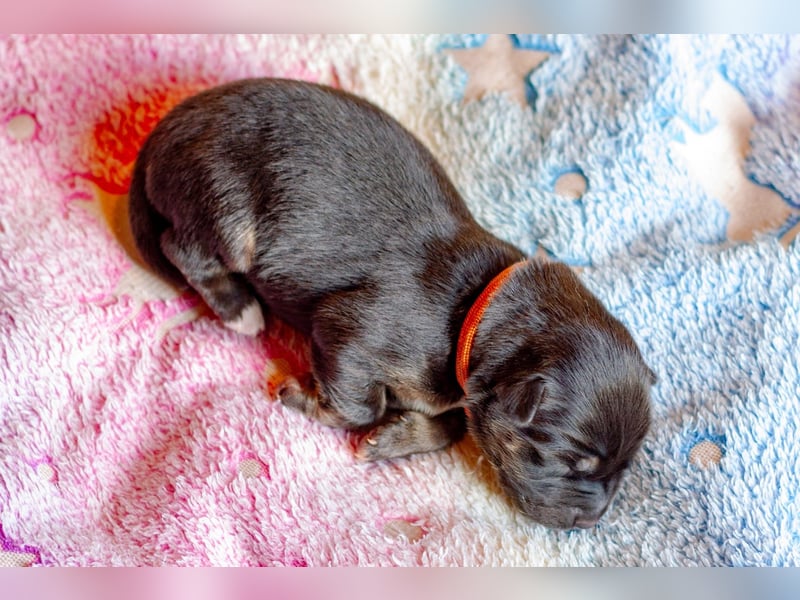 Weibchen Australian shepherd Border colli welpen