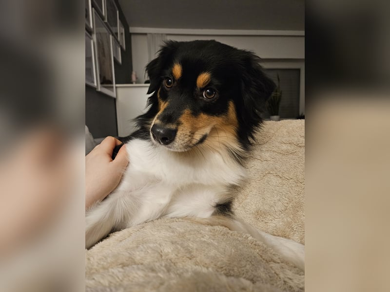 Australian-Sheperd-Hündin sucht neues Zuhause