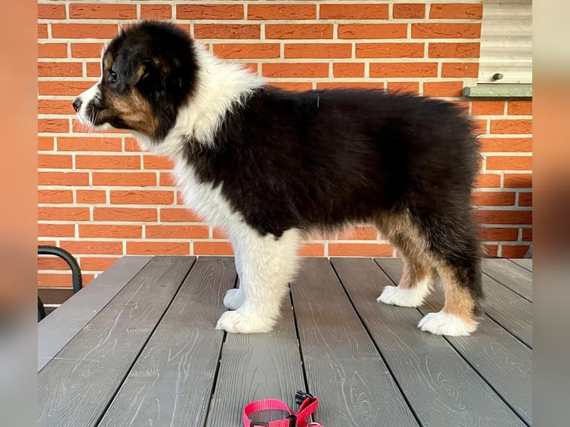Australian Shepherd Black Tri/ ASCA