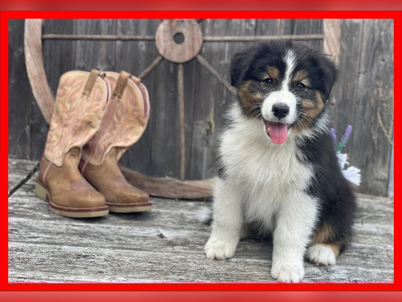 Australian Shepherd Black Tri/ ASCA