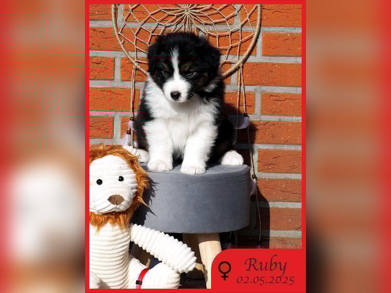 Australian Shepherd Black Tri/ ASCA