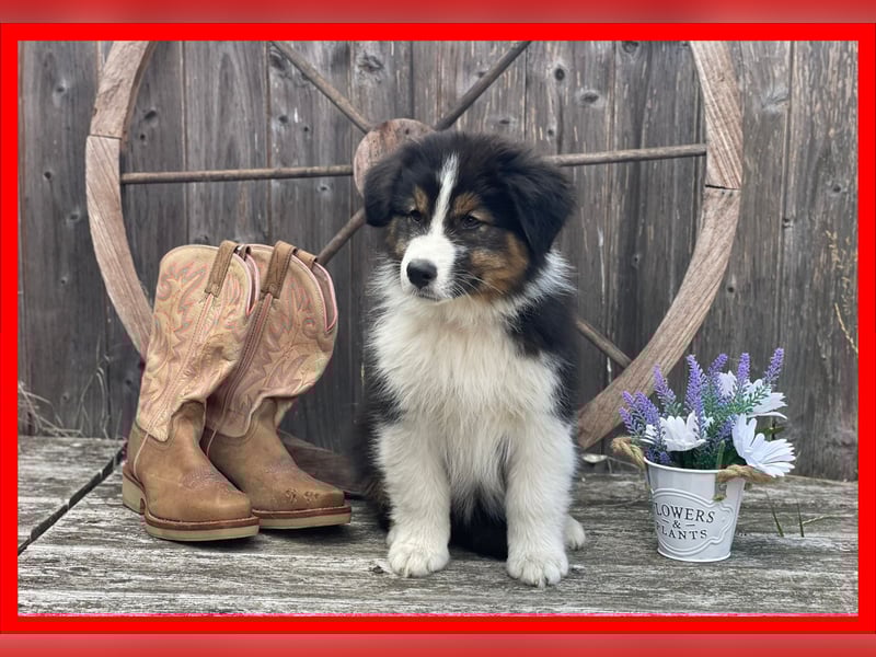 Australian Shepherd Black Tri/ ASCA