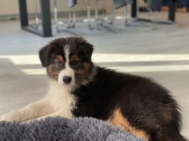 Australian Shepherd Black Tri/ ASCA