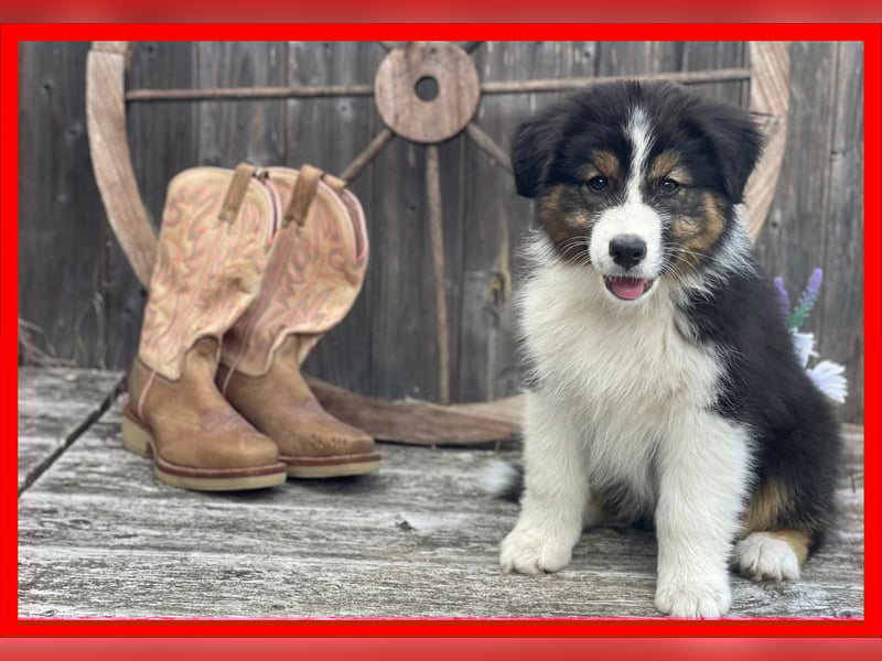 Australian Shepherd Black Tri/ ASCA