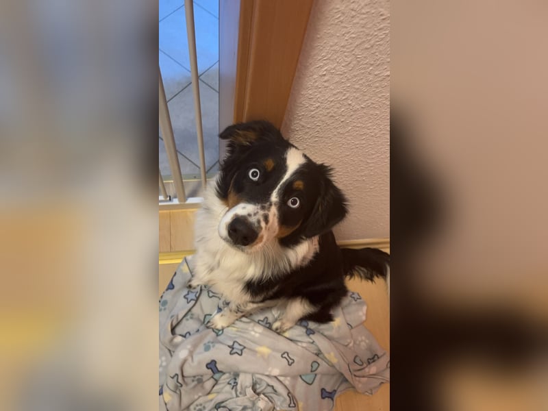 Australian Shepherd Hündin Ruby sucht neues Zuhause