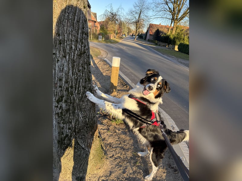 Australian Shepherd Hündin Ruby sucht neues Zuhause