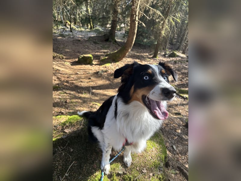 Australian Shepherd Hündin Ruby sucht neues Zuhause