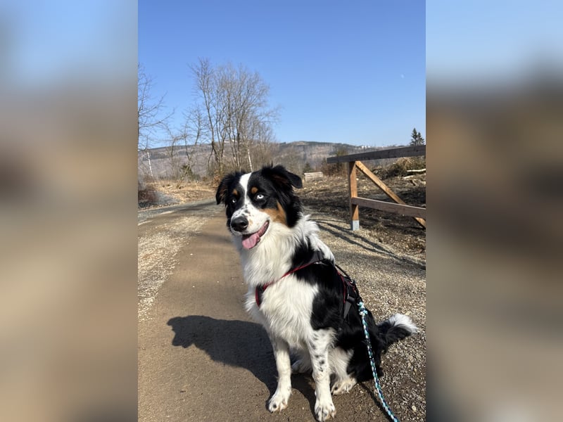 Australian Shepherd Hündin Ruby sucht neues Zuhause