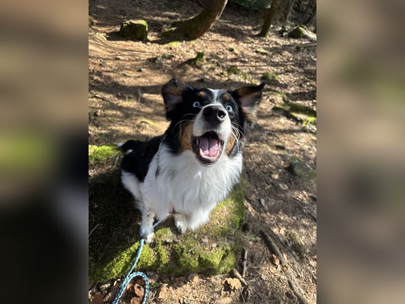 Australian Shepherd Hündin Ruby sucht neues Zuhause