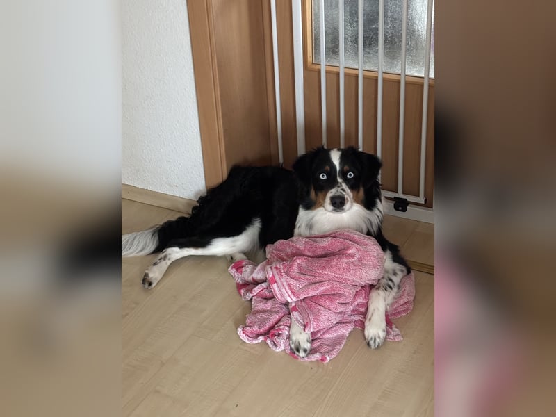 Australian Shepherd Hündin Ruby sucht neues Zuhause