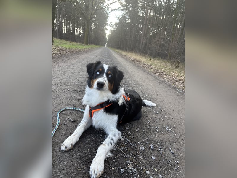 Australian Shepherd Hündin Ruby sucht neues Zuhause