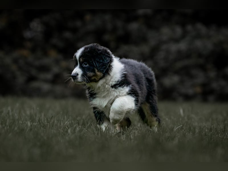Australian Shepherd Welpen