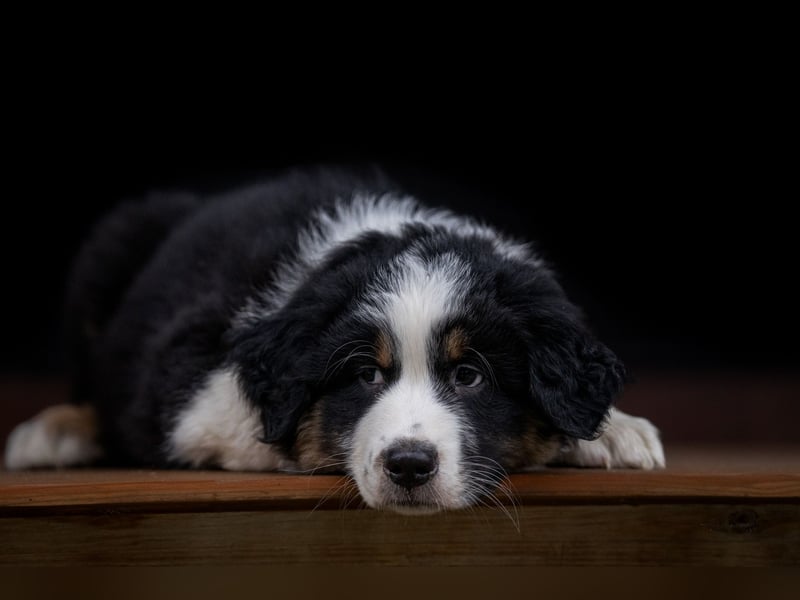 Australian Shepherd Welpen