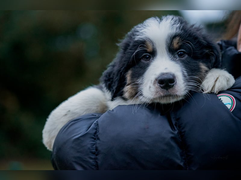 Australian Shepherd Welpen