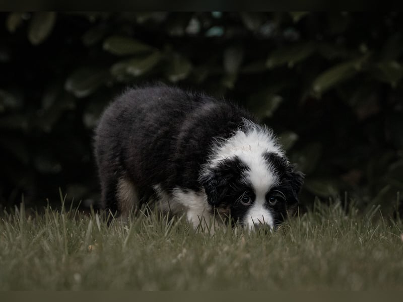 Australian Shepherd Welpen