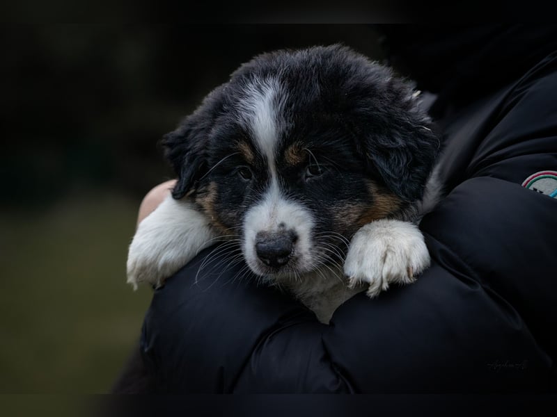 Australian Shepherd Welpen