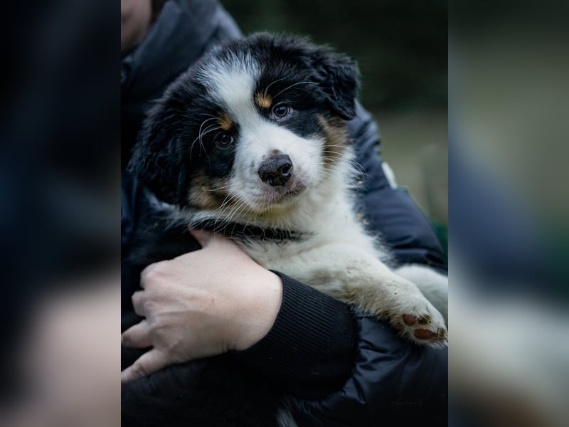 Australian Shepherd Welpen