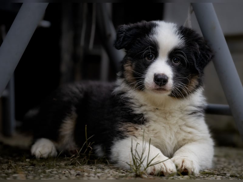 Australian Shepherd Welpen
