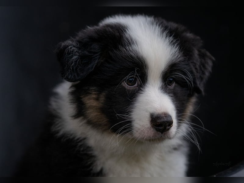 Australian Shepherd Welpen