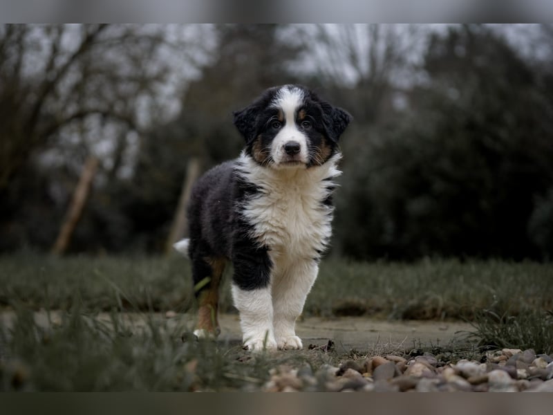 Australian Shepherd Welpen