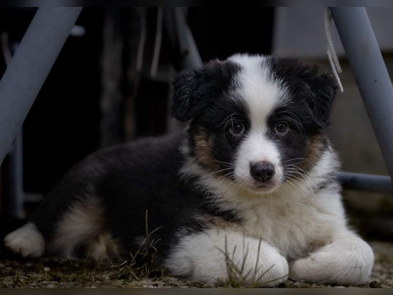Australian Shepherd Welpen