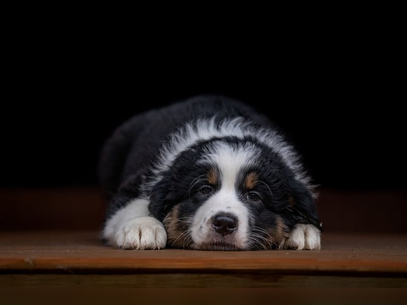Australian Shepherd Welpen