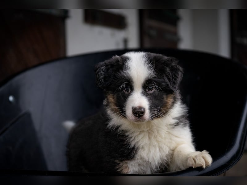 Australian Shepherd Welpen