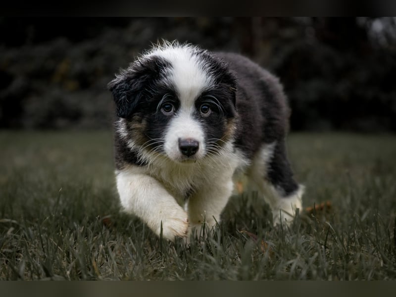 Australian Shepherd Welpen