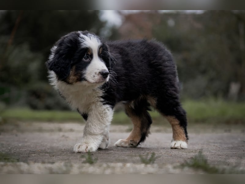 Australian Shepherd Welpen