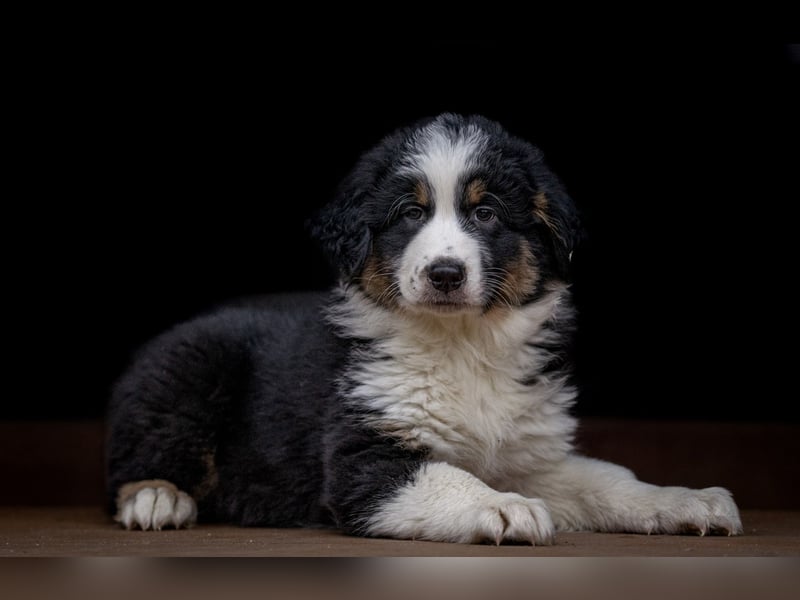 Australian Shepherd Welpen