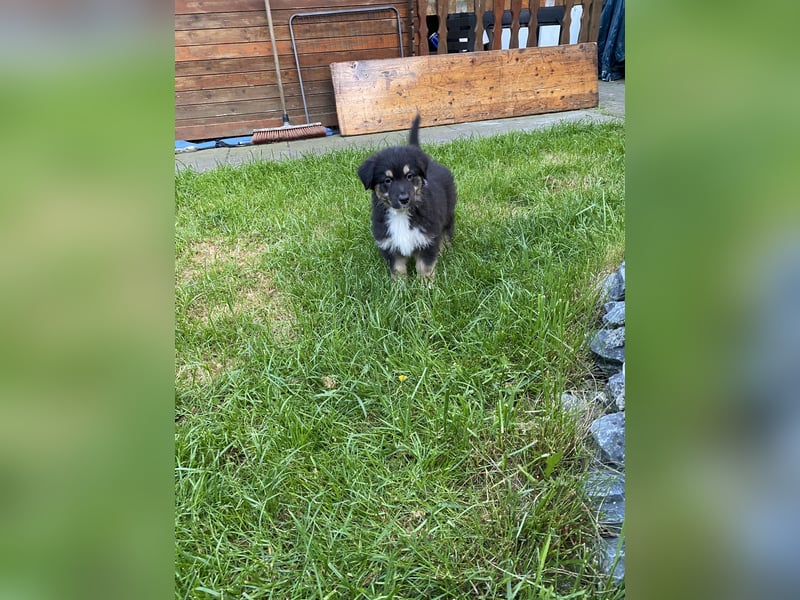 Supersüsse Australian Shepherd Welpen in der Farbe