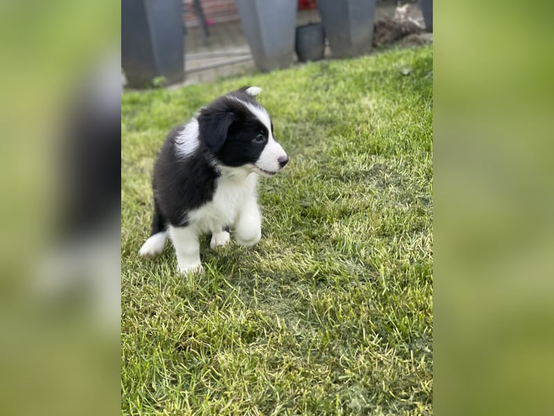 Diese süßen Australian Shepherd Fellnasen