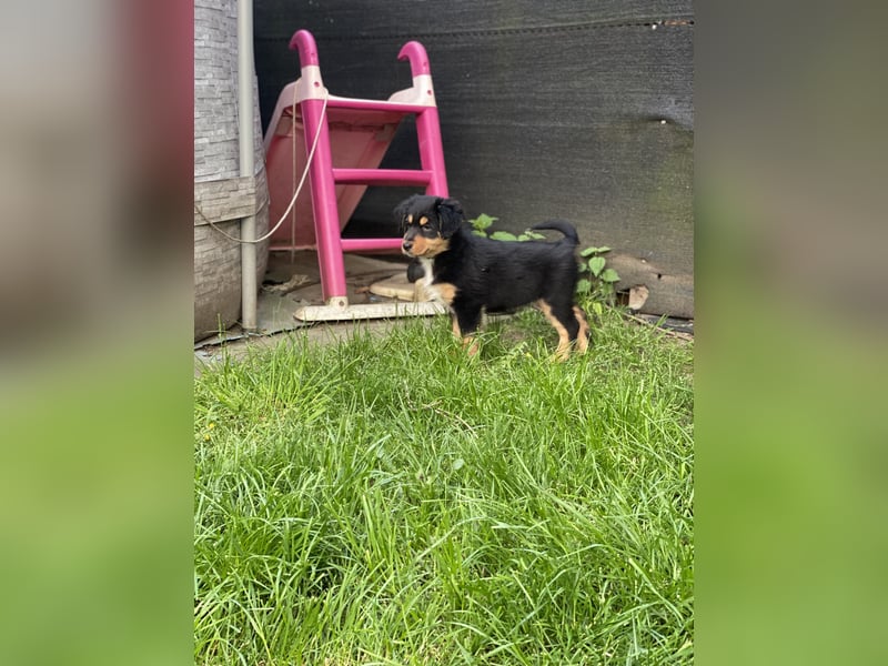 Supersüsse Australian Shepherd Welpen in der Farbe