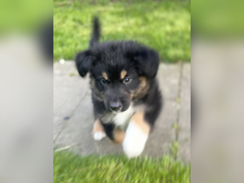 Diese süßen Australian Shepherd Fellnasen